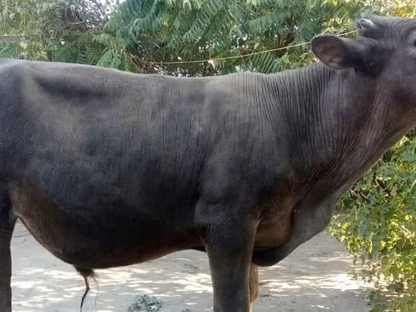 Bull, Swiss cattle — Kyrgyzstan