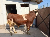 วัวตัวผู้, Simmental cattle — รูปภาพ 2