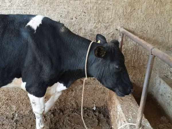 گائے, Russian Black pied cattle