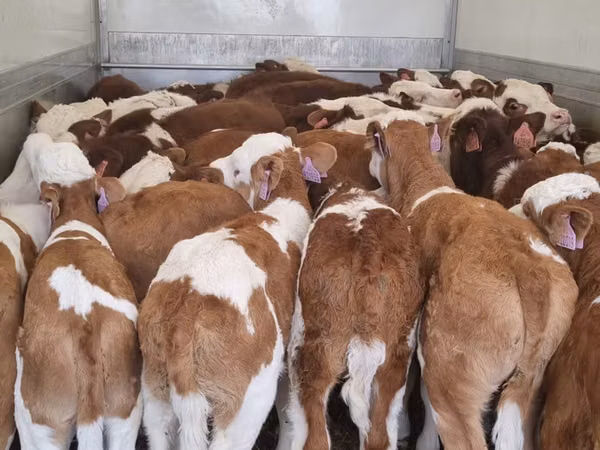 Cattle (batch, sex not specified), Simmental cattle