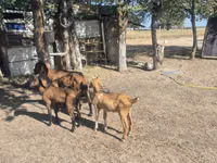 Echki, Nubian Goat — 4-rasm