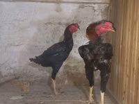 ஆஸ்திரேலியன் பிட் கேம் ஃபௌல் — புகைப்படம் 2