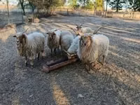 Sheep, Racka sheep — photo 1
