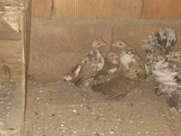 Japanese Bantam — sawirka 1