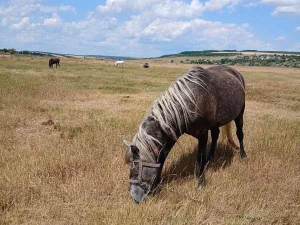 Mare, Horses — Moldova