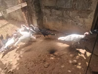 Turkeys — foto 2