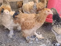 براهما — الصورة 3