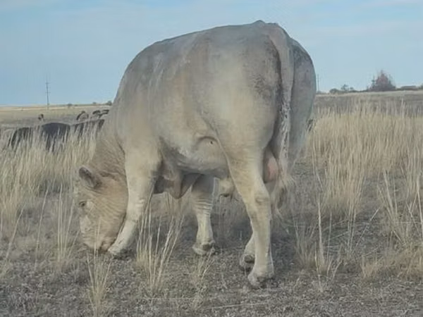 ወንድ በሬ, Auliekol breed