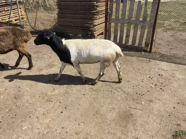 Ram, Dorper sheep — Kazakhstan