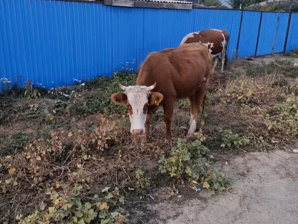 Cow, Kazakh White-headed cow — Kazakhstan