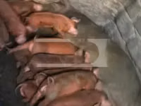 خوک ماده — عکس 1
