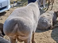 Biri-biri betina, Edilbay sheep — foto 4