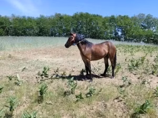 Mare, Horses