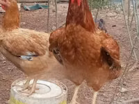 Chickens — foto 2
