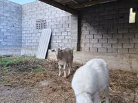 แพะตัวเมีย, Saanen goat — รูปภาพ 4