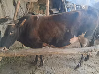 सांड, मवेशी — फ़ोटो 3