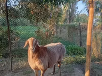 แกะตัวเมีย, Arashan sheep — รูปภาพ 1