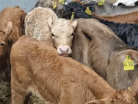Cattle (batch, sex not specified), Charolais cattle — photo 3