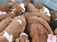 วัวตัวผู้, Simmental cattle — รูปภาพ 3