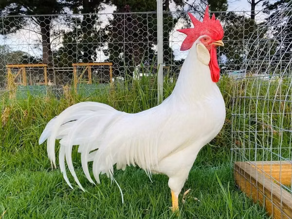 Chickens — Gaana