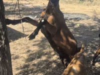 Echki, Nubian Goat — 6-rasm