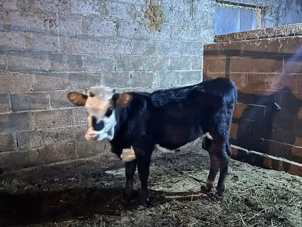 Cow, Cattle — Kazakhstan