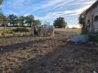 सांड, Charolais cattle — फ़ोटो 1