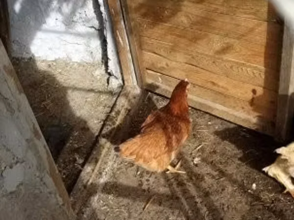 Chickens