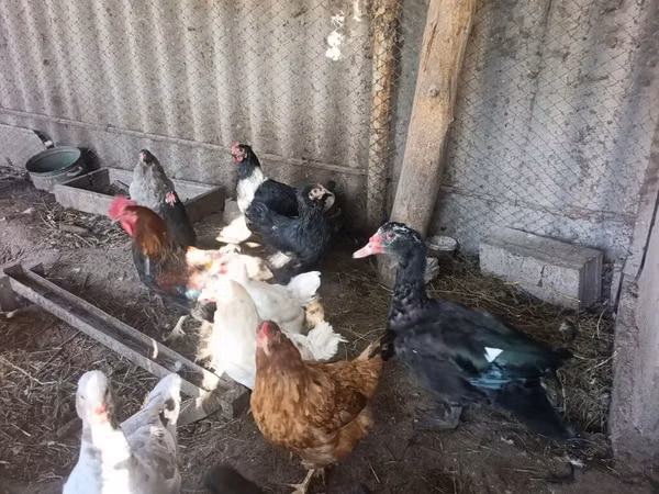 Chickens — کرغزستان