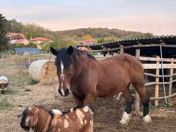 Kuda betina, Horses — Hungaria