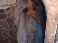 Cow, Cattle — photo 3