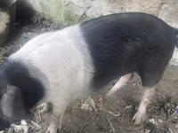 Pigs (batch, sex not specified) — photo 4