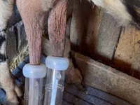 Geit, Gembrong goats — foto 4