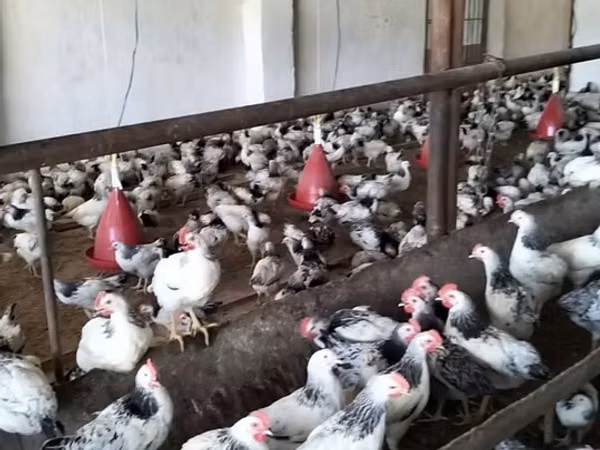 Chickens — 阿塞拜疆