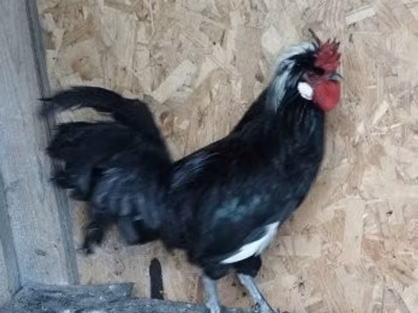 Chickens — Маҷористон