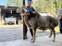 Ram, Arashan sheep — photo 1