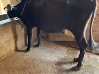 Vacă, Russian Black pied cattle — foto 6