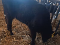 Koe, Limousin koe — foto 4