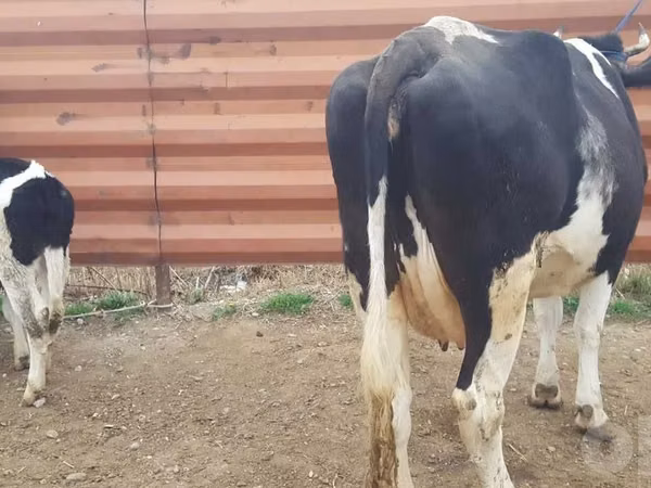 Skot (série, pohlaví neuvedeno), Russian Black pied cattle