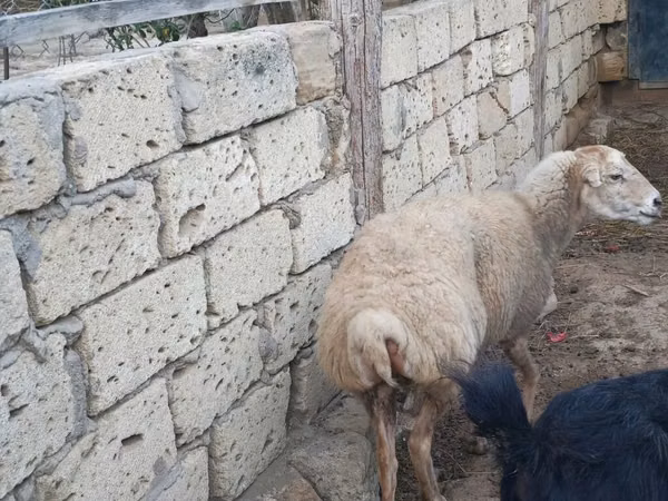 በግ, Sheep