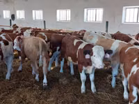 公牛, Simmental cattle — 照片 3