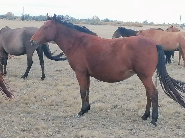 Mare, Kazakh horse — Kazakhstan