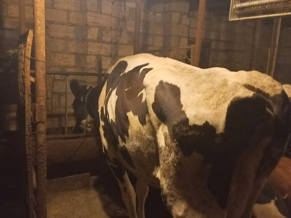 Cow, Holstein breed — Azerbaijan