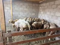 Sheep, Sheep — photo 2
