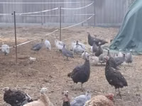 Guinea fowl — photo 3