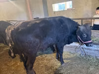 Toro, Swiss cattle — foto 6