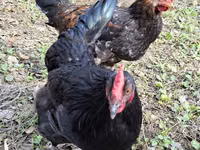Chickens — عکس 8