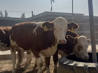İribuynuzlu mal-qara (partiya, cinsi göstərilməyib), Simmental cattle — foto 2