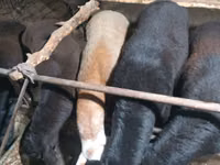 ஆண் ஆடு, ஆடுகள் — புகைப்படம் 4