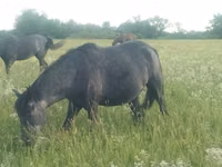 Mare, Kazakh horse — photo 5